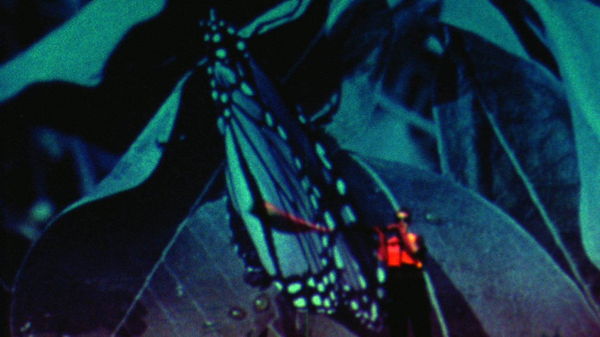 Caryn Cline’s Botanicollage Films slide 2